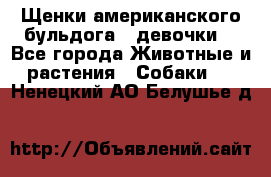 Щенки американского бульдога ( девочки) - Все города Животные и растения » Собаки   . Ненецкий АО,Белушье д.